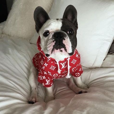 louis vuitton french bulldog|louis vuitton french bulldog shirt.